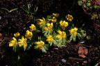 Winter Aconite