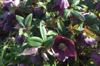 Helleborus