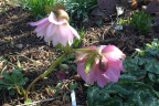 Helleborus