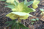 Helleborus