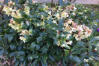 Helleborus