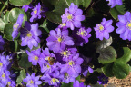 Hepatica nobilis