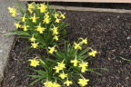 Mini daffodills