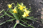 Mini daffodills