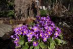 Primula