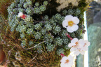 Saxifrage