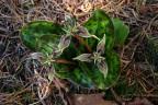 Scoliopus bigelovii