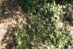 WV1205157