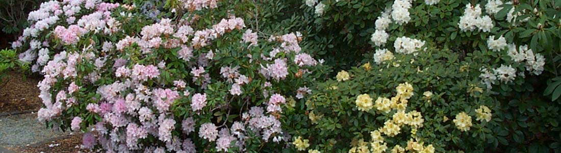 North Island Rhododendron Society