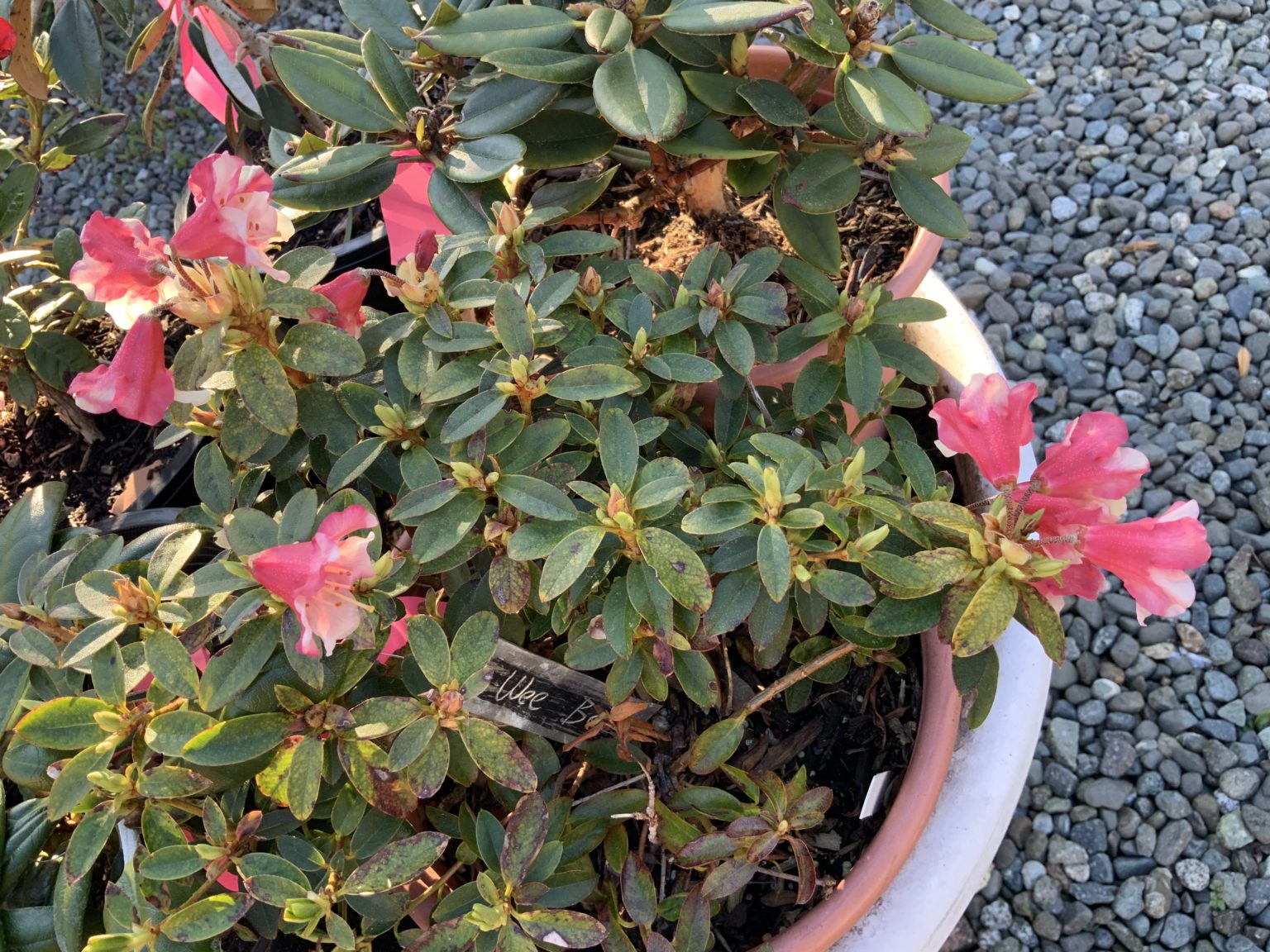 Hybrids-n4  Page 8  North Island Rhododendron Society